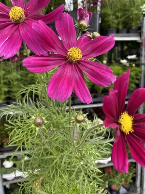 Cosmos Carmine - The Nunhead Gardener