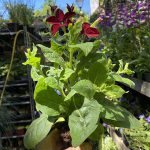 Nicotiania Red