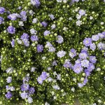 Campanula Like Mee Blue