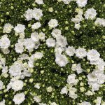Campanula Like Mee White