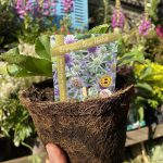 Eryngium Planum Blue Hobbit