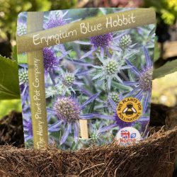 Eryngium Planum Blue Hobbit
