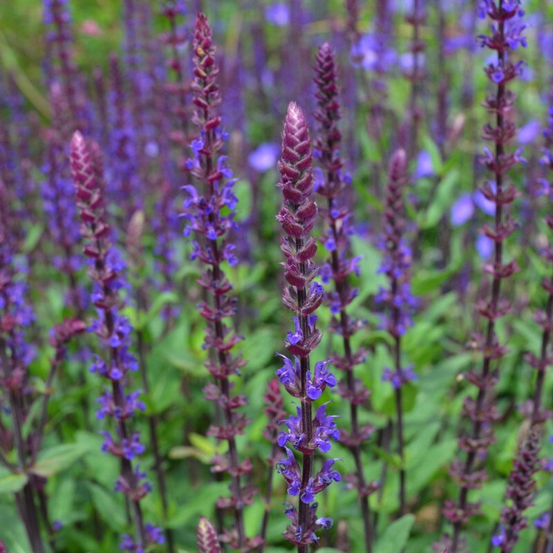 Salvia Nem. Caradonna - The Nunhead Gardener