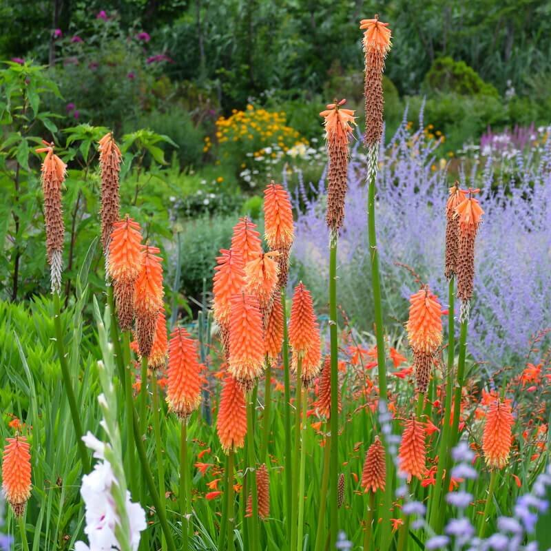 Kniphofia Royal Hybids