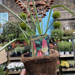 Kniphofia Royal Hybids