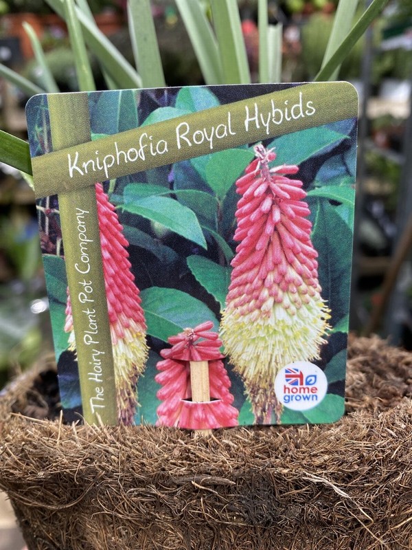 Kniphofia Royal Hybids - Image 3