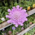 Scabiosa Flutter Rose Pink