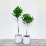 Laurus Nobilis Tree – Potted ( Bay Tree )