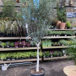 Olea Europaea Loose Head