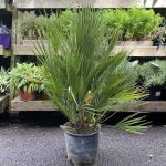 Chamaerops Humilis