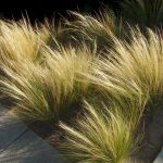 Stipa Tenuissima ‘Ponytails’