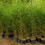 Phyllostachys Aurea (Bamboo)