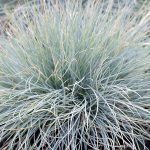 Festuca Gl. Compacta Blue
