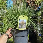 Molinia Caer. Heidebraut