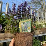 Ajuga Chocolate Chips