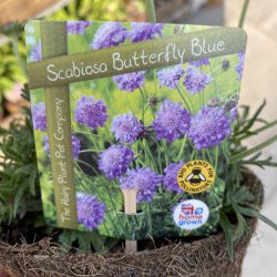 Scabiosa ‘Butterfly Blue’ – pincushion flower