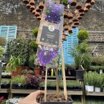 Clematis Pat. Multi Blue