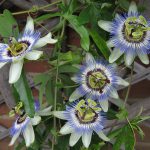 Passiflora Caerulea Pyramide