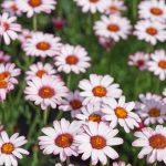 Rhodanthemum Marakesh