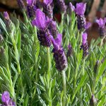 Lavandula Stoechas Anouk (French Lavender)