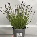 Lavandula Ang. Essence Purple