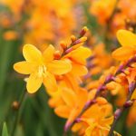 Crocosmia George Davidson