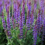 Salvia nemorosa ‘Ostfriesland’ – Balkan clary