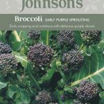 Broccoli Early Purple Sp
