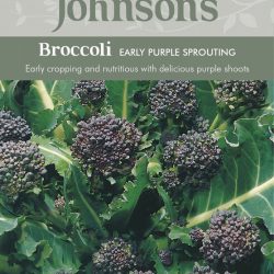 Broccoli Early Purple Sp
