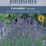 Lavender Munstead