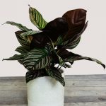 Calathea Ornata – The Pin Stripe Calathea