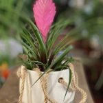 Tillandsia Cyanea ‘Anita’