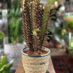 Euphorbia Trigona Rubra
