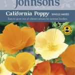 California Poppies