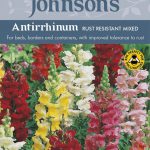 Antirrhinum Rust Resistant Mixed