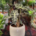 Alocasia Polly