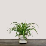 Chlorophytum comosum – Spider Plant