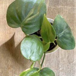 Philodendron Scandens (Sweetheart Plant, Heart Leaf)