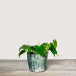 Philodendron Scandens (Sweetheart Plant, Heart Leaf)