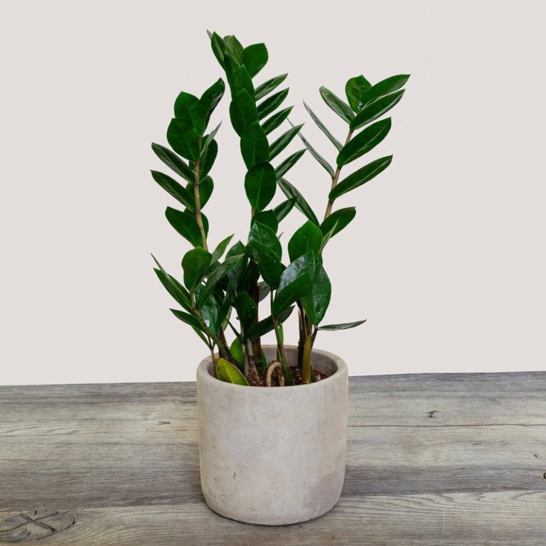 Zamioculcas (ZZ Plant) - The Nunhead Gardener