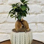 Ficus Ginseng – Bonsai Fig