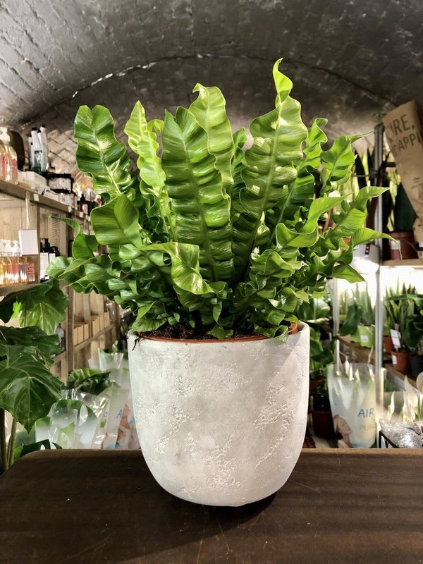 Asplenium Nidus "Crispy Wave" (Bird's Nest Fern) - Image 2