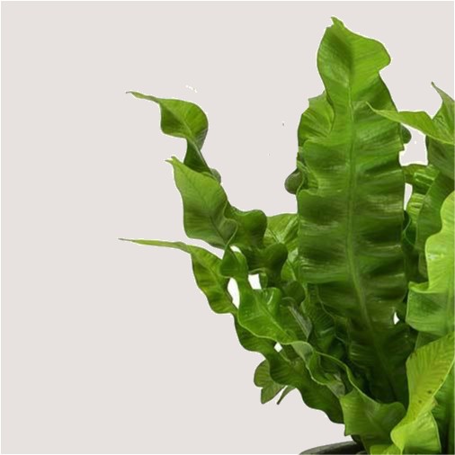 Asplenium Nidus "Crispy Wave" (Bird's Nest Fern) - Image 3