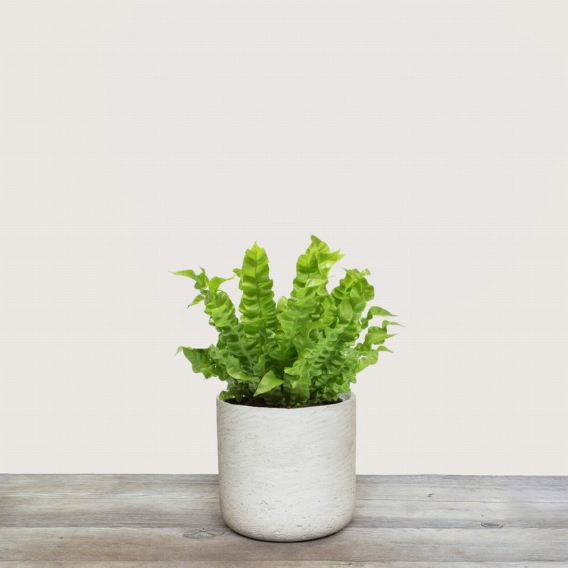 Asplenium Nidus "Crispy Wave" (Bird's Nest Fern)