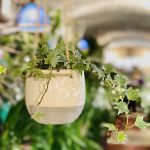 Hedera helix Green – English Ivy