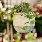 English Ivy (Hedera helix Green)