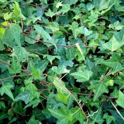 English Ivy (Hedera helix Green)