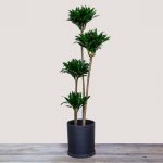 Dracaena Compacta (Corn Plant)