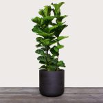 Fiddle Leaf Fig (Ficus Lyrata)
