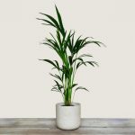 Howea Forsteriana – Kentia Palm